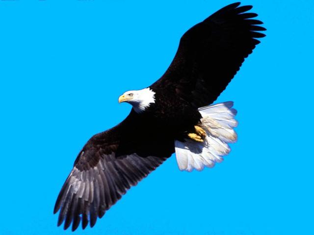 Flying_Eagle.jpg